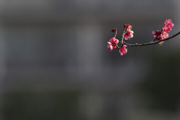 東京の2月の季節に梅が咲く