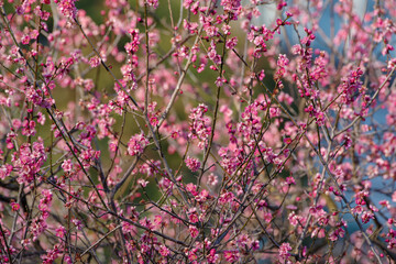 東京の2月の季節に梅が咲く