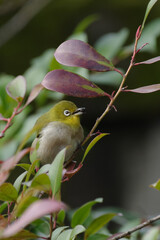 メジロが顔を出す