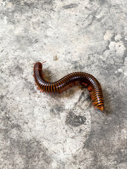 Brown millipede crawls on gray concrete floor