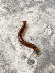 Brown millipede crawls on gray concrete floor