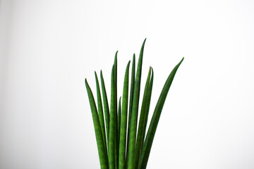 Sansevieria cylindrica tips on a white background