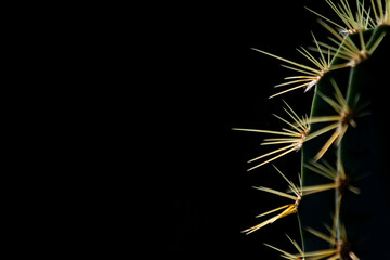 cactus thorn close-up, abstract background
