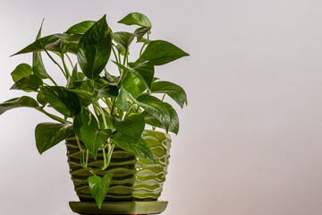 Close up of ivory golden pothos houseplant in a green pot with a plain background and copy space