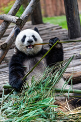 Fototapeta premium giant panda eating bamboo 