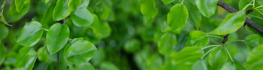 Panoramic background with fresh young foliage of the pear tree.