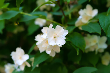 Obraz na płótnie Canvas Jasmine flowers. White fragrant jasmine flowers. Natural background. Selective soft focus.