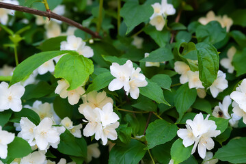 Jasmine flowers. White fragrant jasmine flowers. Natural background.