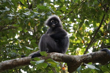 dusky leaf monkey in Malaysia