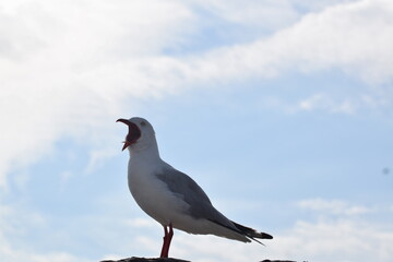 seagull on a sky