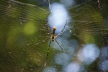 Spinne im Netz 