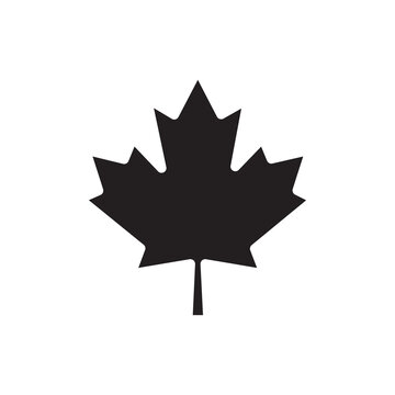 Maple leaf on a white background. Canada symbol, maple tree leaf vector flat icon