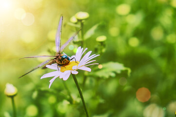 The dragonfly sits on a chamomile flower. The insect turned its head expressively. Blurred plant background and sun shining on a summer evening. Close-up. Selective focus. Dust particles in the air.