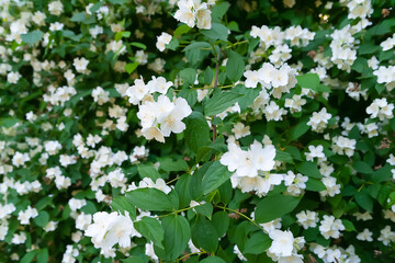 Jasmine flowers background. White fragrant blooming jasmine in the garden. Natural floral background. Selective focus.