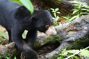 Malaysia, Borneo, Sepilok, sun bear