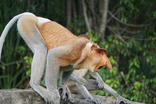 Nasenaffen M&auml;nnchen, Borneo, im Bako Nationalpark