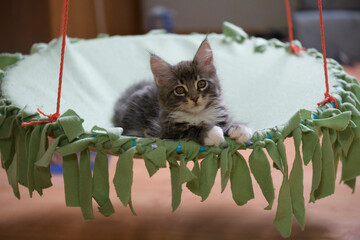 Maine Coon Kitten in einer Katzen Schaukel