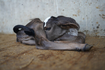 Young black and white calf at dairy farm. Newborn baby cow ." selective focus' " shallow depth of field" or " blur"