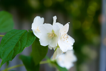 Obraz na płótnie Canvas Close-up of jasmine flowers. White fragrant flowering jasmine in a garden. Natural floral background. Selective ocus.