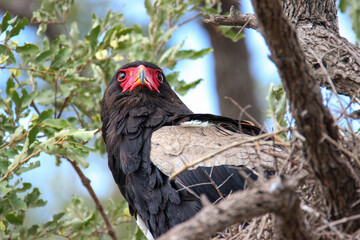 Adult Bateleur Eagle, Kruger National Park, South Africa