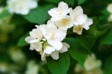 Jasmine flowers. White fragrant flowering jasmine in a garden. Natural background.  Close-up image.