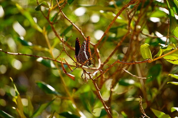 Schmetterling in Gibraltar