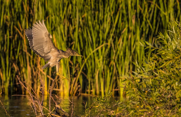 Black crowned Night Heron (Nycticorax nycticorax) is a successful frog and fish-catcher.