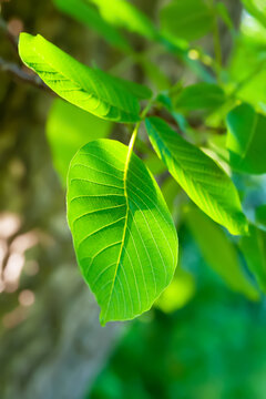 Green walnut leaves. Close-up of a branch with leaves. Natural green background. Selective soft focus. Light and shadow