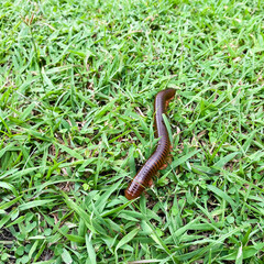 Brown millipede crawls on green grass