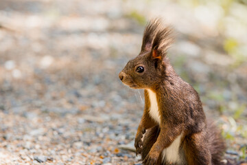 Naklejka na ściany i meble Red squirrel (Sciurus vulgaris) in the woods of Arosa, Graubünden