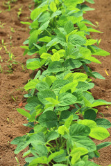 Green soybean seedlings grown in farmer's fields. Agricultural image photography. 	青々と育つ枝豆（茶豆・大豆）の苗が畑の畝に整然と植え付けられている写真。
