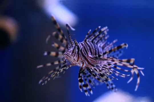 水中を優雅に泳ぐ猛毒魚「ミノカサゴ」、青い背景で撮った画。Gorgeous Luna lionfish swimming gracefully in the aquarium, with dark blue black background.