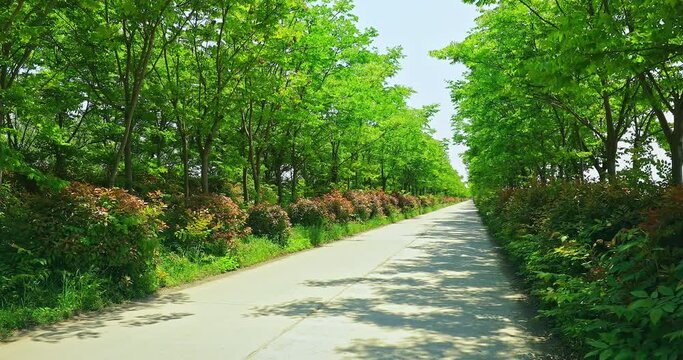 Country road and green forest nature landscape on a sunny day