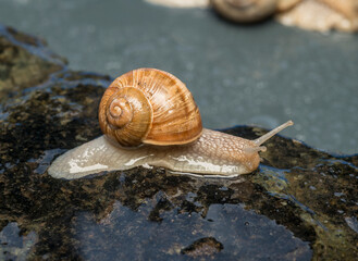 beautiful snail close-up on wet stones