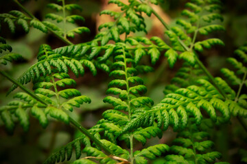 Young fern leaves in the tropical forest.