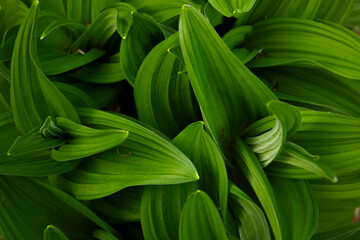 Fototapeta premium Green grass foliage close up. Sharp edges intertwine.
