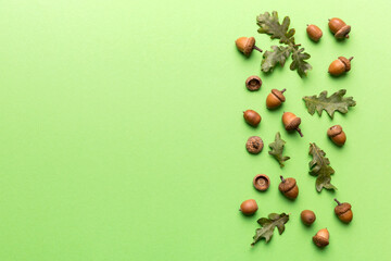 Branch with green oak tree leaves and acorns on colored background, close up top view