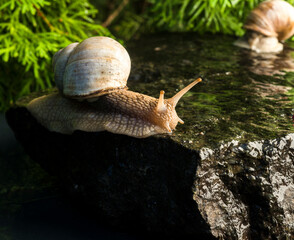 beautiful snail close-up on wet stones