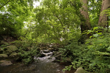 Fototapeta na wymiar Small forest stream among stones. State park near Wilmington (Delaware, USA).