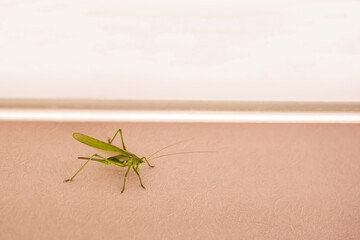 green grasshopper close-up on the wall of the apartment