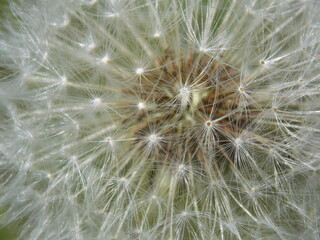 dandelion close-up background