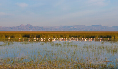 The Sultan reed is in triangle formed by Develi, Yahyalı and Yeşilhisar districts within the boundaries of Kayseri province. A Flamingo paradise reeds, is one of the most important wetlands of Turkey