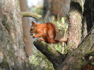 Red squirrel sits on a tree branch and gnaws cookies