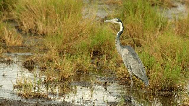 A black-headed heron stands in a stream next to bushes of grass in the African savannah of the Serengeti National Park, Tanzania.