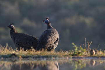 fowl on the ground