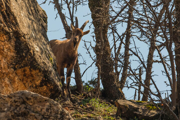 Wild goats (Capra aegagrus) live in rocky mountains covered with caves and grasses at 1500 meters high rocky places. This photograph was taken in the Elazıg City o Turkey.