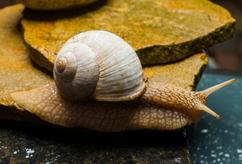 beautiful snail close-up on wet stones
