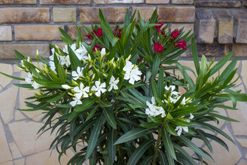 red and white oleander flowers