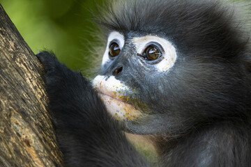 Singes à lunettes ou langurs obscurus (dusky leaf monkey) dans leur habitat naturel (forêt tropicale), certains avec leur petit
