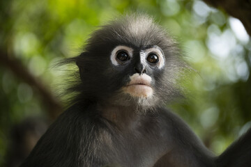 Singes à lunettes ou langurs obscurus (dusky leaf monkey) dans leur habitat naturel (forêt tropicale), certains avec leur petit
